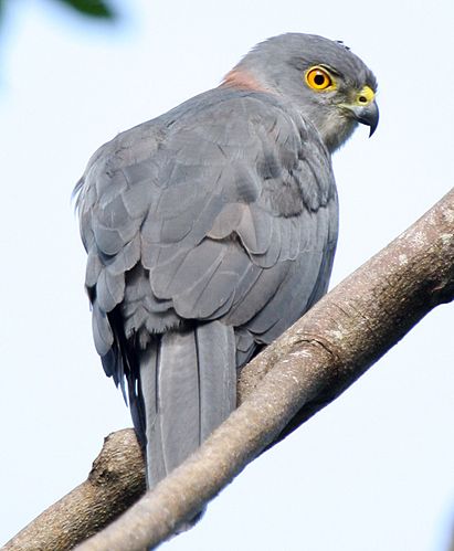 Fiji goshawk